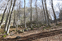 Hayedo. Al fondo se vislumbra el corte de la roca conocido como Paso del Salto del Caballo.