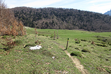 Llegamos a una zona de pastos.