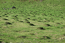 Prados llenos de pequeñas montañas hechas por topos.