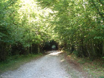 La pista avanza por un bosque muy sombrío, entre avellanos y hayas.