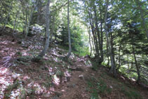 El camino avanza por entre el bosque.