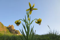 Flor de alta montaña en los prados cercanos de la Dent d´Orlu.