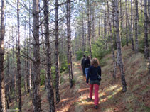 El bosque pasa por la zona umbría de la colina donde se alza el castillo.