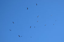 Ver volar las aves rapaces es un auténtico espectáculo.