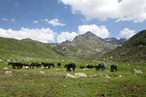 Rebaño de caballos pastando.