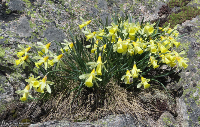 Pico de Nérassol (2.633m) por el valle de Siscar 1 