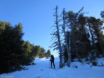 El bosque se abre, estamos llegando al refugio Oller