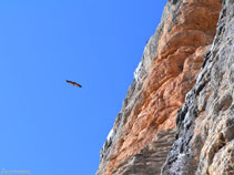 Durante el recorrido vemos muchos buitres volando cerca de las paredes