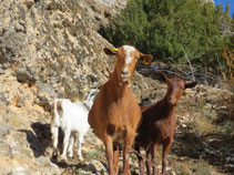 Cabras en las inmediaciones de Ca la Rita