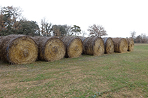 Balas de paja en el llano de Sant Tirs.