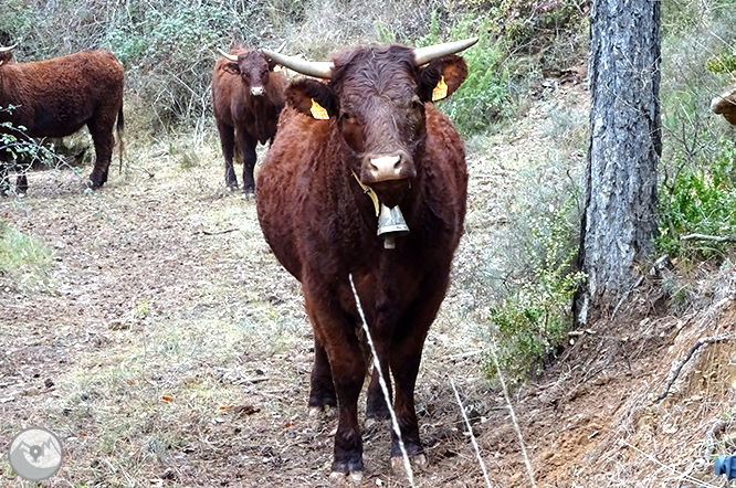 Ruta de las Mentiras en Pinell de Solsonès 1 