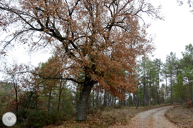 Ruta de las Mentiras en Pinell de Solsonès 1 