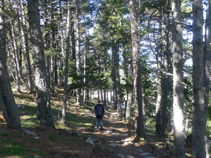 Bosque de pino negro.