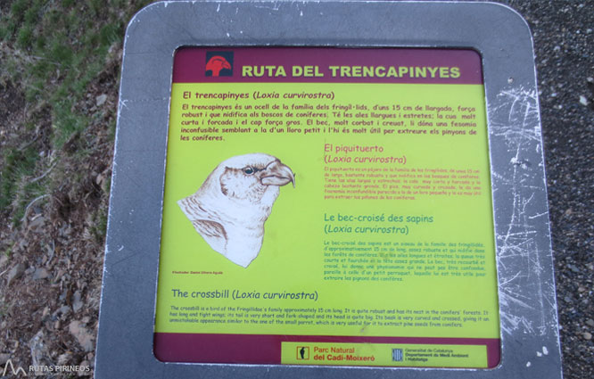 Ruta del Trencapinyes y mirador de Els Orris 1 