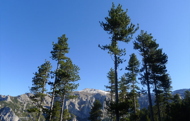 Ruta del Trencapinyes y mirador de Els Orris 1 