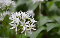 Ajo Ursi (<i>Allium ursinum</i>), típico de los hayedos con "joliu" del Puigsacalm.