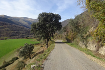 La imponente encina de Surp, un árbol monumental.