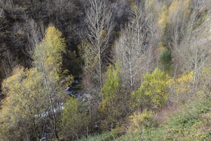 Hermoso bosque de ribera en las profundidades del valle.