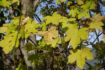 Hermosas hojas de arce blanco en pleno otoño.