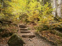 El sendero está bien mantenido con troncos de madera que hacen de escaleras.