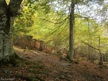 Caminamos por entre el bosque haciendo una ligera subida.