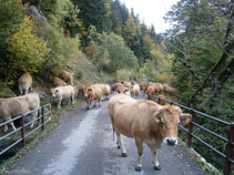 Un rebaño de vacas subiendo por la pista asfaltada hacia el Plan dera Artiga.