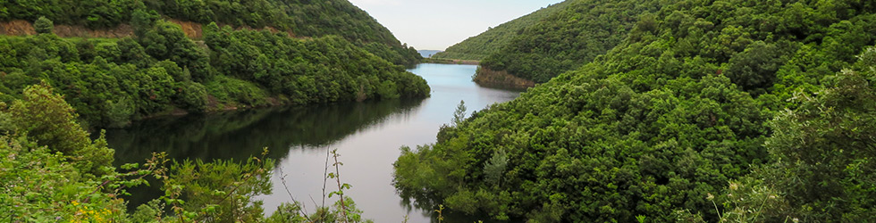 El Castanyer Gros de Can Cuch y el pantano de Vallforners